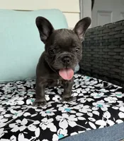 Mandy, a female French Bulldog for sale in Mayo, FL – 7 of 8