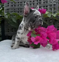 Misty, a female French Bulldog for sale in Mayo, FL – 2 of 10