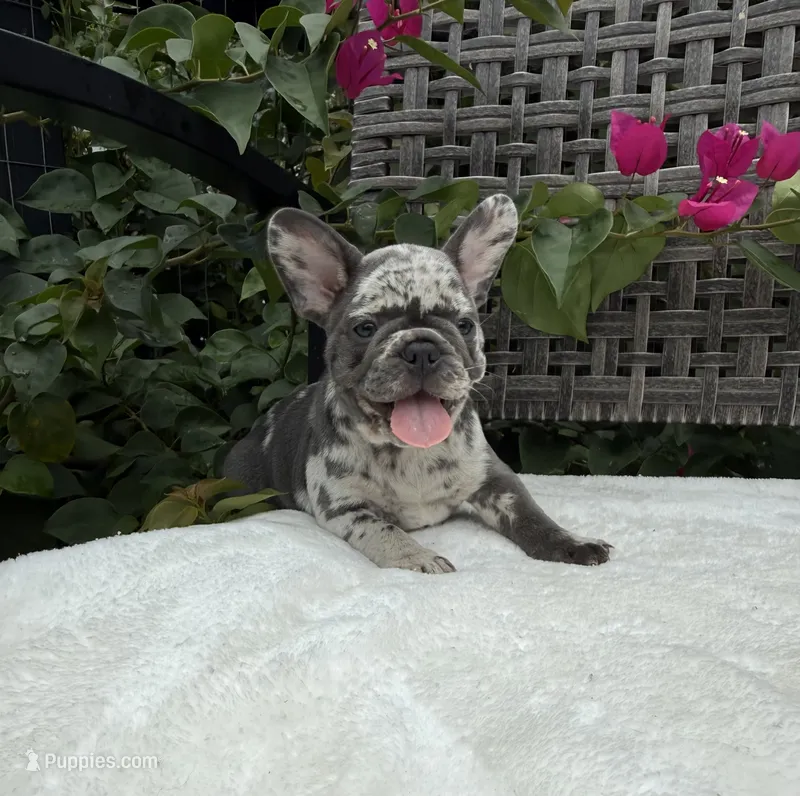 Misty – French Bulldog puppy for sale in Mayo, FL