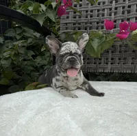 Misty, a female French Bulldog for sale in Mayo, FL – 1 of 10