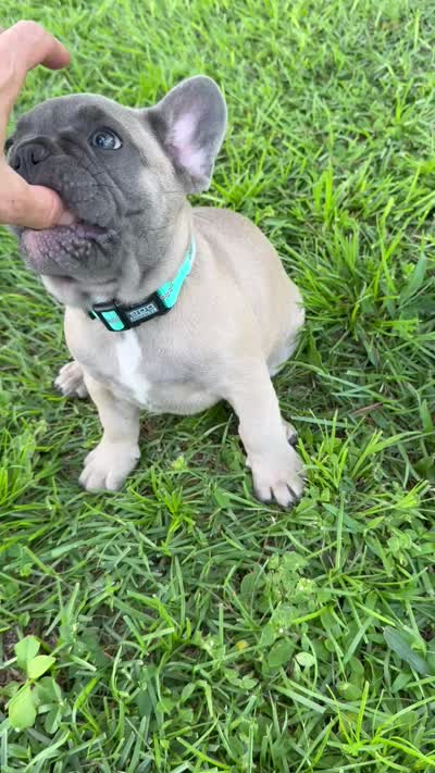 Buck, a male French Bulldog for sale in Mayo, FL – 5 of 6