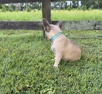 Buck, a male French Bulldog for sale in Mayo, FL – 2 of 7
