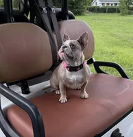 BeBe, a female French Bulldog for sale in Mayo, FL – 2 of 10