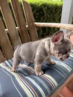 Candy, a female French Bulldog for sale in Mayo, FL – 2 of 10