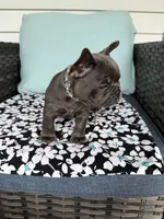 Mandy, a female French Bulldog for sale in Mayo, FL – 4 of 10