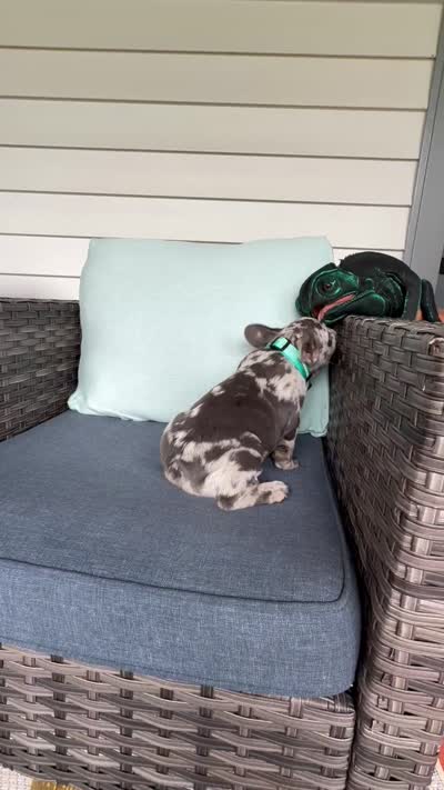 Zulu, a male French Bulldog for sale in Mayo, FL – 9 of 9