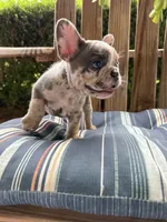 Candy, a female French Bulldog for sale in Mayo, FL – 3 of 10
