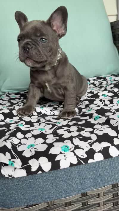 Mandy, a female French Bulldog for sale in Mayo, FL – 5 of 10