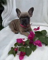 Fiji girl, a female French Bulldog for sale in Mayo, FL – 3 of 7