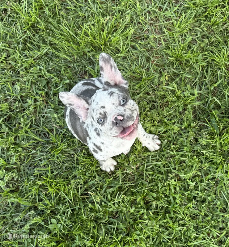 Fonzi – French Bulldog puppy for sale in Mayo, FL