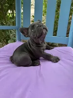Mandy, a female French Bulldog for sale in Mayo, FL – 8 of 8