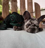 Zulu, a male French Bulldog for sale in Mayo, FL – 5 of 9