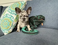 Zulu, a male French Bulldog for sale in Mayo, FL – 4 of 9