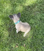 Buck, a male French Bulldog for sale in Mayo, FL – 4 of 6