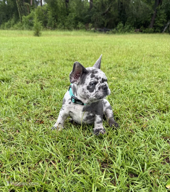 Zulu – French Bulldog puppy for sale in Mayo, FL