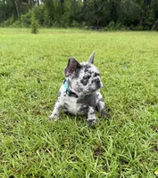Zulu, a male French Bulldog for sale in Mayo, FL – 1 of 9