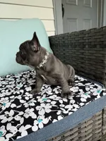 Mandy, a female French Bulldog for sale in Mayo, FL – 6 of 10