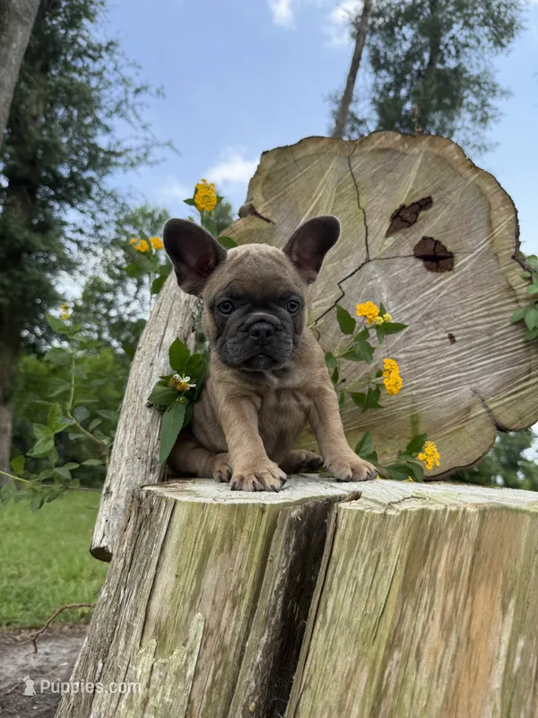 Fiji girl – French Bulldog puppy for sale in Mayo, FL