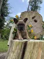 Fiji girl, a female French Bulldog for sale in Mayo, FL – 1 of 7