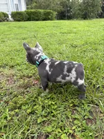 Zulu, a male French Bulldog for sale in Mayo, FL – 2 of 9