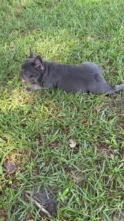 Mandy, a female French Bulldog for sale in Mayo, FL – 9 of 10