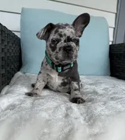 Zulu, a male French Bulldog for sale in Mayo, FL – 5 of 9