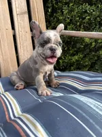Candy, a female French Bulldog for sale in Mayo, FL – 8 of 10