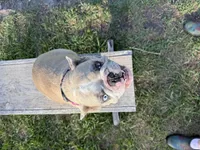 BeBe, a female French Bulldog for sale in Mayo, FL – Photo 4 of 8