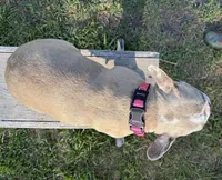 BeBe, a female French Bulldog for sale in Mayo, FL – Photo 6 of 8