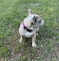 BeBe, a female French Bulldog for sale in Mayo, FL – Photo 2 of 8