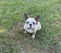 BeBe, a female French Bulldog for sale in Mayo, FL – Photo 8 of 8
