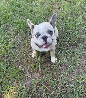 BeBe, a female French Bulldog for sale in Mayo, FL – Photo 7 of 8