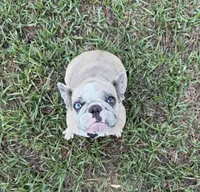BeBe, a female French Bulldog for sale in Mayo, FL – Photo 3 of 8