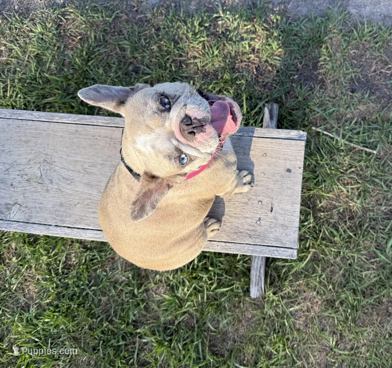 BeBe – French Bulldog puppy for sale in Mayo, FL