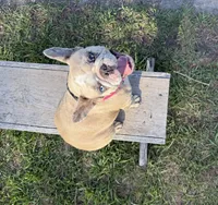 BeBe, a female French Bulldog for sale in Mayo, FL – Photo 1 of 8