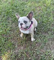 BeBe, a female French Bulldog for sale in Mayo, FL – Photo 5 of 8