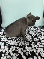 Mandy, a female French Bulldog for sale in Mayo, FL – 4 of 8