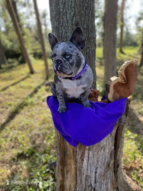Raquel  – French Bulldog puppy for sale in Mayo, FL