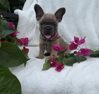 Fiji girl, a female French Bulldog for sale in Mayo, FL – 2 of 7
