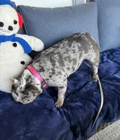 Raquel , a female French Bulldog for sale in Mayo, FL – 3 of 8