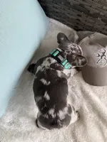 Zulu, a male French Bulldog for sale in Mayo, FL – 3 of 9