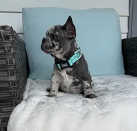 Zulu, a male French Bulldog for sale in Mayo, FL – 4 of 9