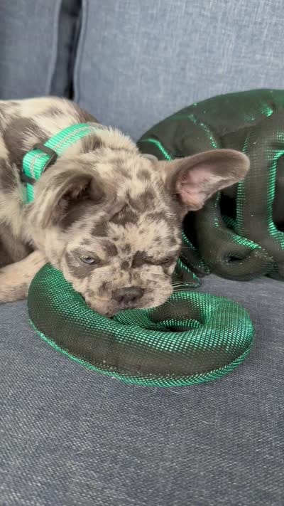 Zulu, a male French Bulldog for sale in Mayo, FL – 8 of 9