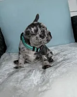 Zulu, a male French Bulldog for sale in Mayo, FL – 8 of 9