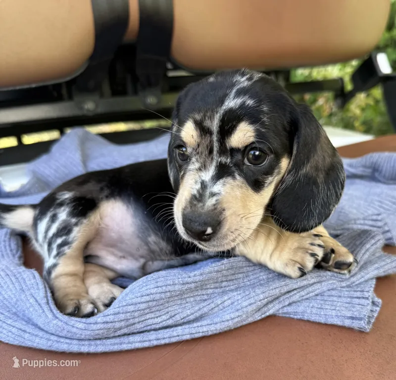 Prince – Miniature Dachshund puppy for sale in Mayo, FL