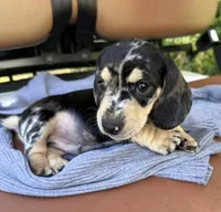 Prince, a male Miniature Dachshund for sale in Mayo, FL – Photo 1 of 7