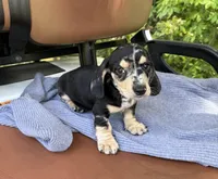 Prince, a male Miniature Dachshund for sale in Mayo, FL – Photo 2 of 7