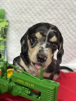 Prince, a male Miniature Dachshund for sale in Mayo, FL – Photo 4 of 7