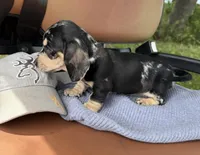 Prince, a male Miniature Dachshund for sale in Mayo, FL – Photo 5 of 7