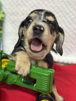 Prince, a male Miniature Dachshund for sale in Mayo, FL – Photo 3 of 7